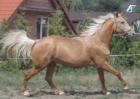 Equus Kinsky